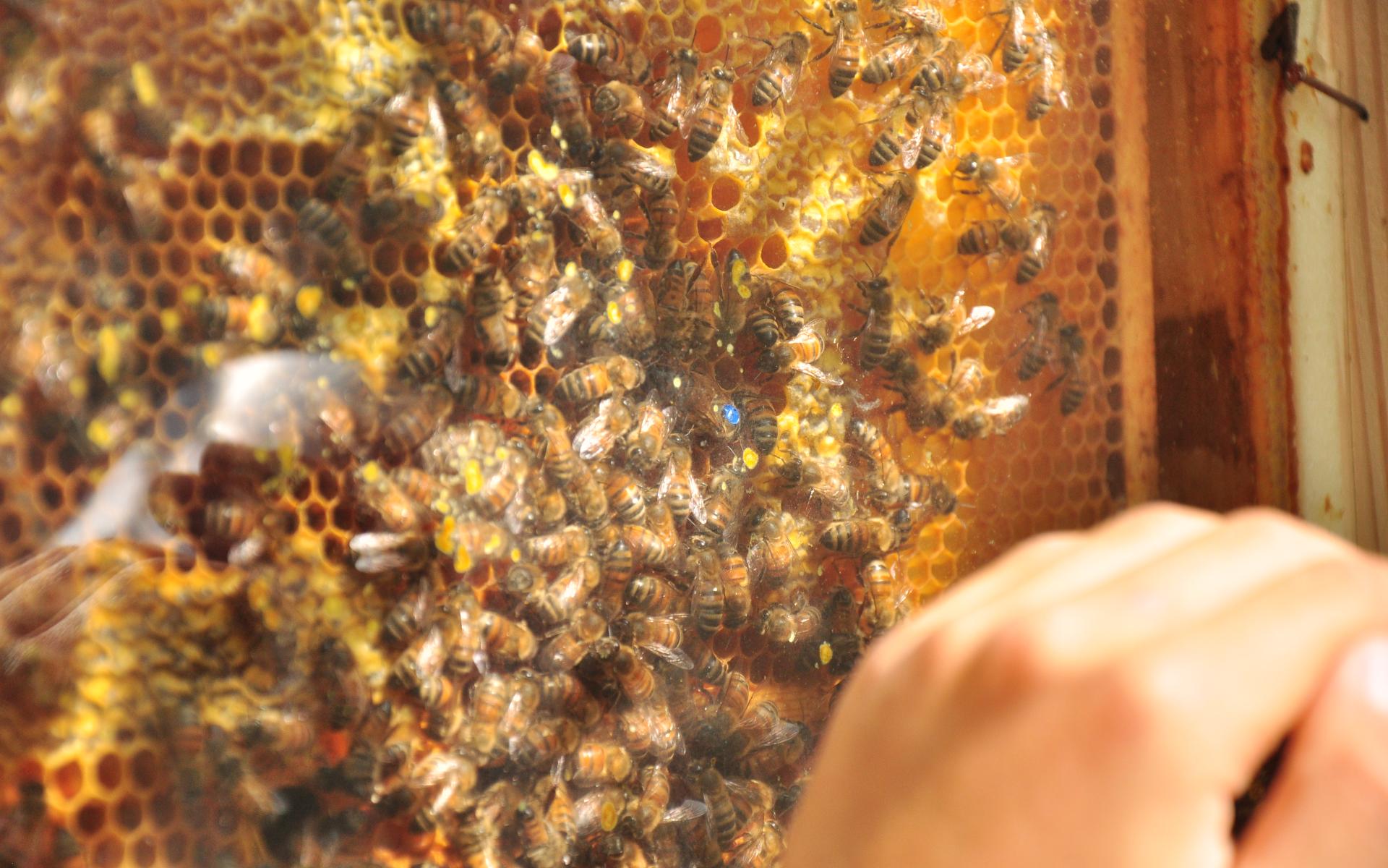 Bienenfest – Bee Smart Day